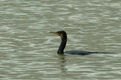 Birds in Goa - Download Goa Photos